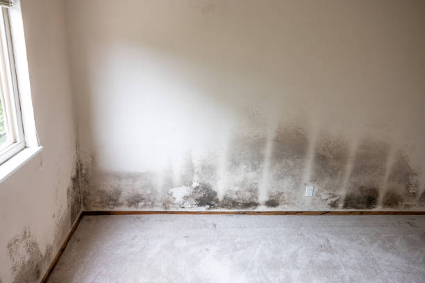 Mold Odor Removal Services in Martin, TN